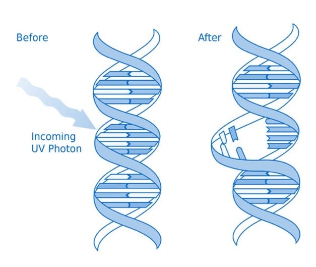 dna